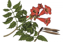 Sketch-of-Trumpet-Vine