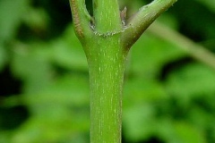 Stem-of-Trumpet-Vine