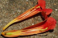 Trumpet-Vine-Flower-cut-longitudinally