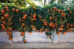Trumpet-Vine-growing-on-the-wall