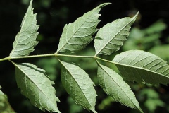 Ventral-view-of-leaves-of-Trumpet-Vine