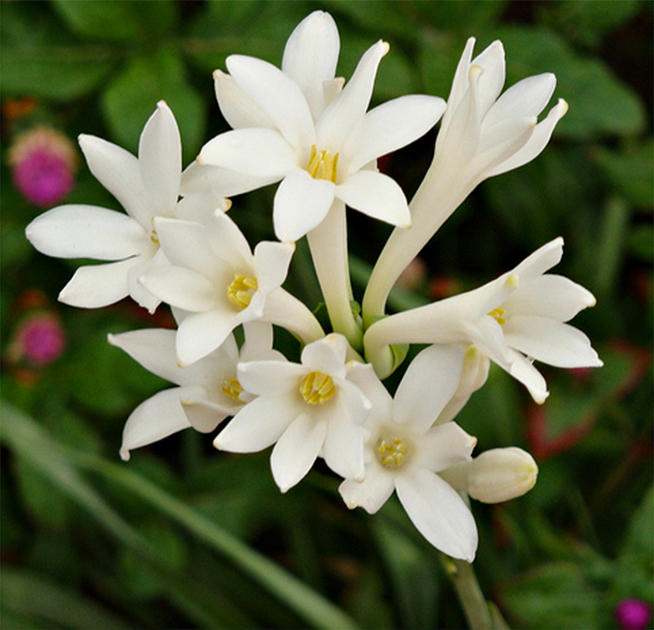Close-up-flower-of-Tuberose