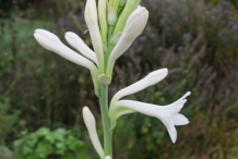 Flower-buds-of-Tuberose