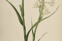 Illustration-of-Tuberose