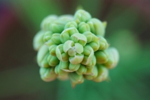 Top-view-of-Tuberose-buds
