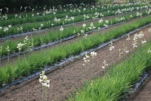 Tuberose-farm