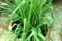 Tuberose-leaves