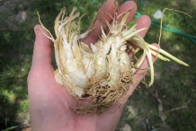 Tuberose-roots
