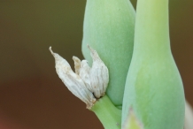 Tuberose-seeds