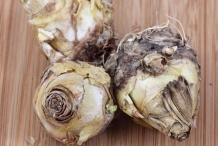 Tuberose-bulbs