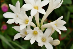 Close-up-flower-of-Tuberose