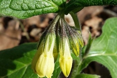 Flowering-buds-of-Tuberous-Comfrey