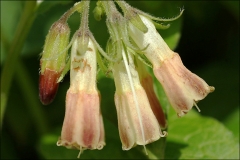Flowers-of-Tuberous-Comfrey