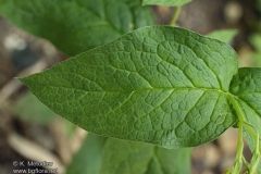 Leaves-of-Symphytum-tuberosum