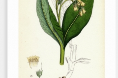 Plant-Illustration-of-Tuberous-Comfrey