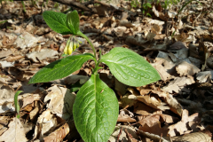 Saplings-of-Tuberous-Comfrey