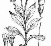 Sketch-of-Tuberous-Comfrey