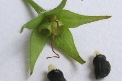 Tuberous-Comfrey-fruit