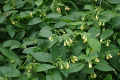 Tuberous-Comfrey-plant-growing-wild