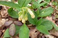 Tuberous-Comfrey-plant