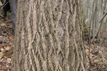 Bark-of-Tulip-Tree