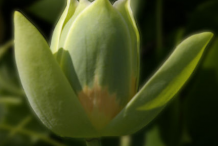 Blooming-flower-of-Tulip-Tree