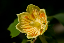 Closer-view-of-flower-of-Tulip-Tree