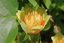 Flower-of-Tulip-Tree