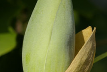 Flowering-buds-of-Tulip-Tree