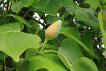 Large-gray-green-flower-bud-with-yellow-bract-of-Tulip-Tree