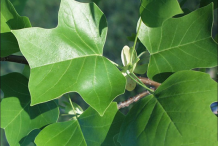 Leaves-of-Tulip-Tree