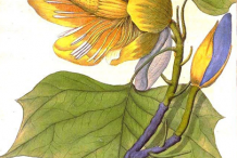 Plant-illustration-of-Tulip-Tree