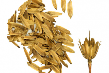 Seeds-of-Tulip-Tree
