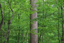Trunk-of-Tulip-Tree