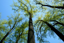 Tulip-tree