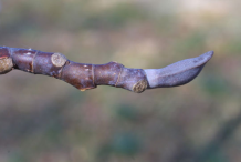 Twigs-of-Tulip-Tree