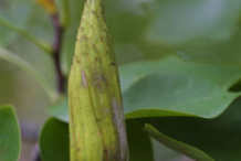 Immature-fruit-of-Tulip-Tree