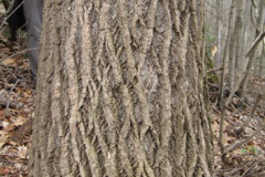 Bark-of-Tulip-Tree