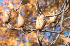 Mature-fruits-of-Tulip-Tree