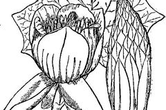 Sketch-of-Tulip-Tree