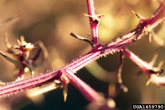 Closer-view-of-stem-of-tumbleweed