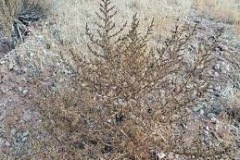 Dried-tumbleweed-plant