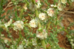 Flowers-of-tumbleweed
