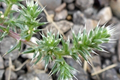 Leaves-of-tumbleweed