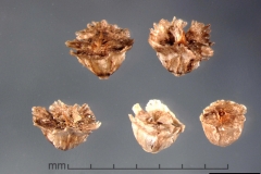 Mature-fruits-of-tumbleweed
