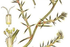 Plant-Illustration-of-tumbleweed