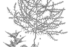 Sketch-of-tumbleweed