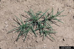 Small-tumbleweed-plant