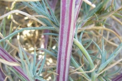 Stem-of-tumbleweed