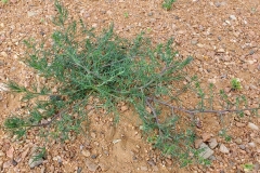 Tumbleweed-Plant